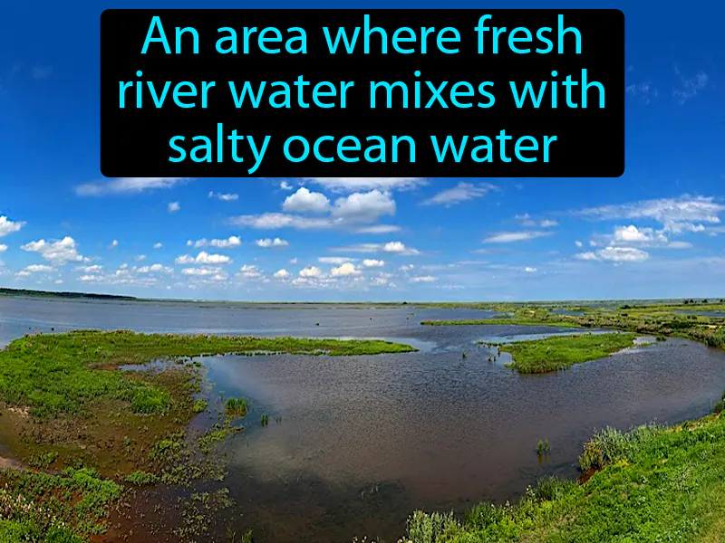 Estuary Definition Estuary Definition