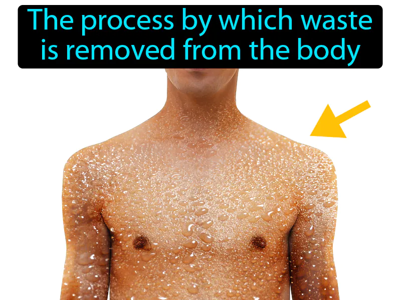 Excretion Definition