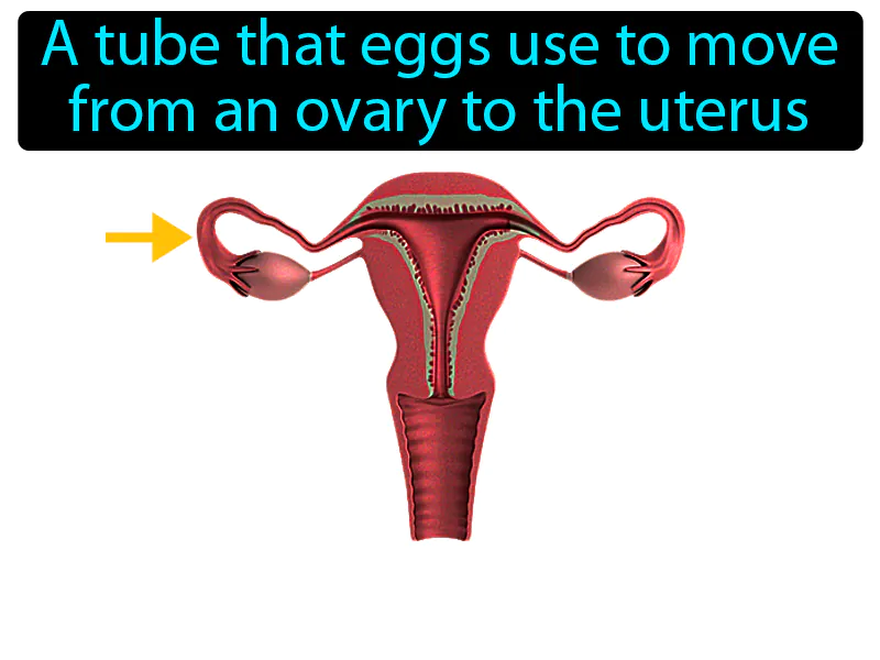 Fallopian Tube Definition