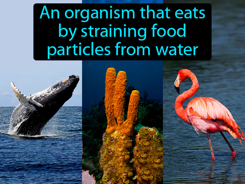 Filter Feeder Definition