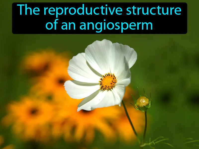 Flower Definition Flower Definition