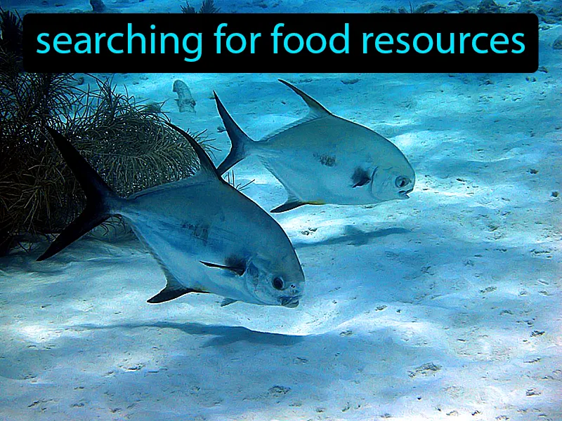 Foraging Definition Foraging Definition