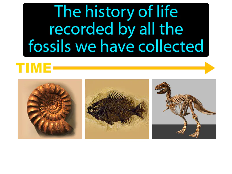 Fossil Record Definition Fossil Record Definition