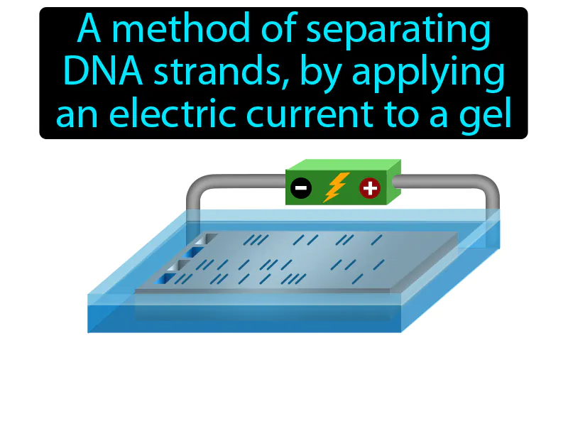 Gel Electrophoresis Definition