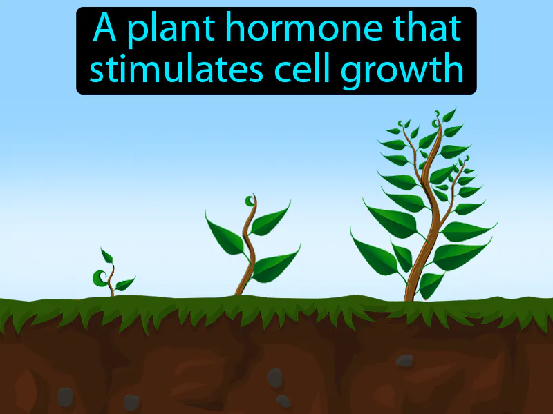 Gibberellin Definition Gibberellin Definition
