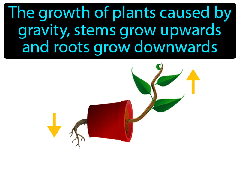 Gravitropism Definition