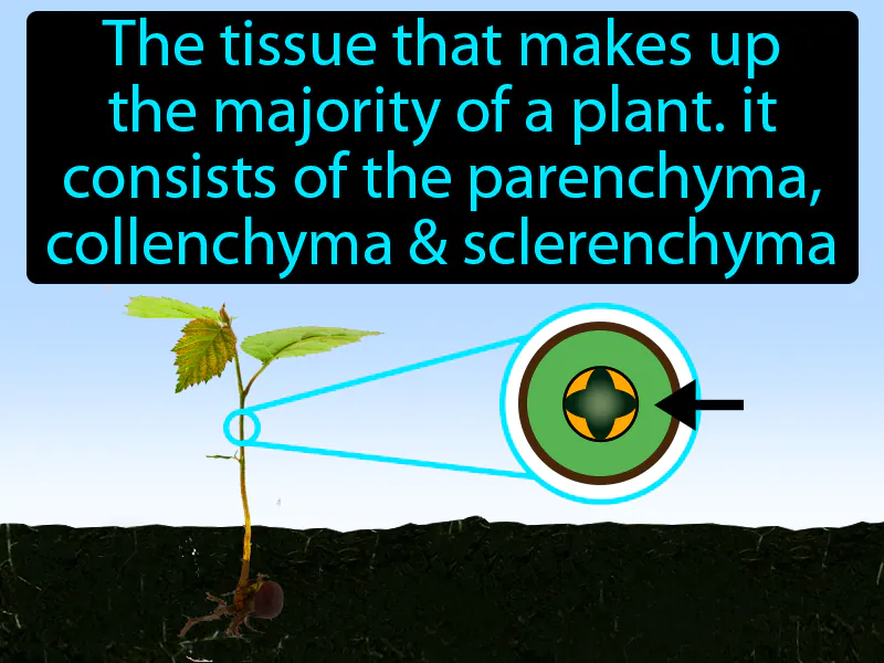 Ground Tissue Definition