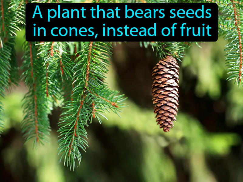 Gymnosperm Definition