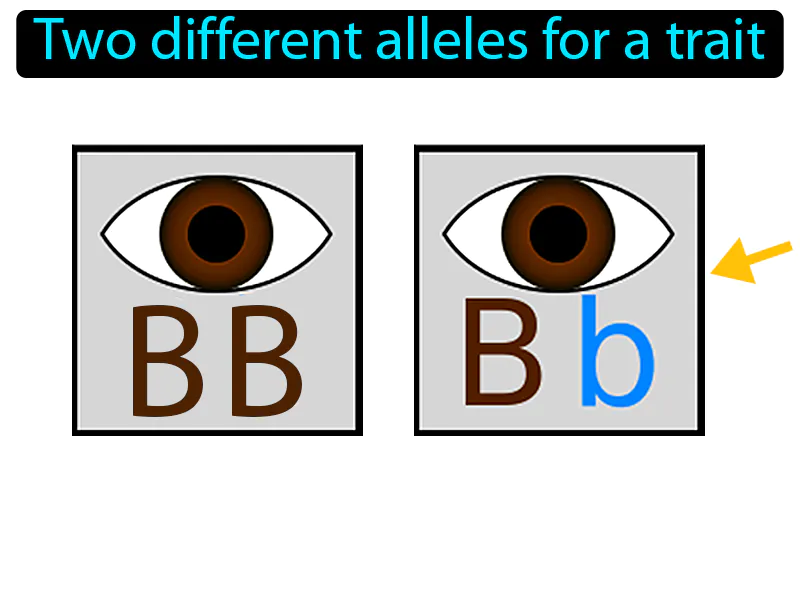 Heterozygous Definition