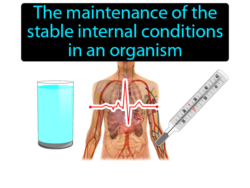 Homeostasis Definition