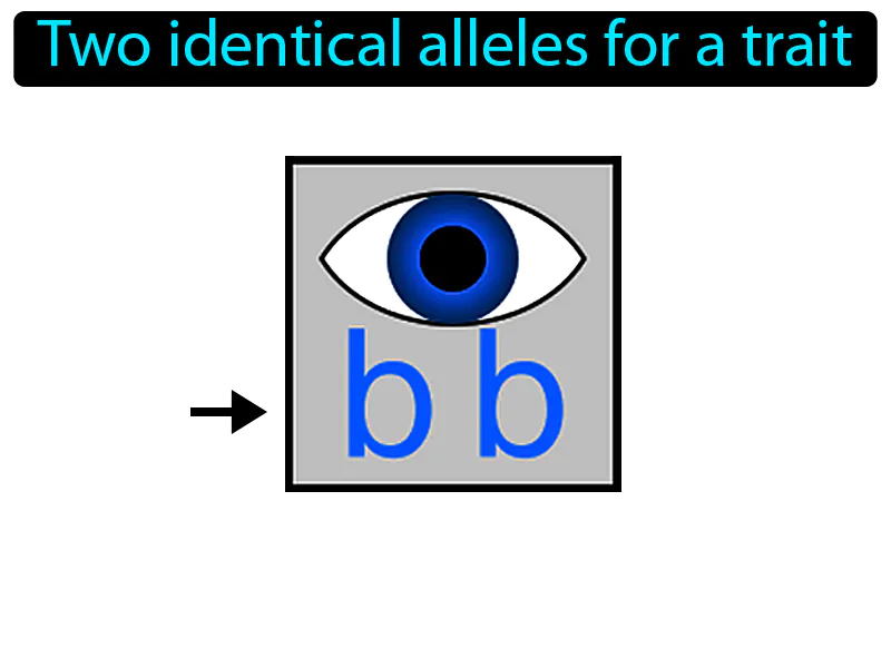 Homozygous Definition