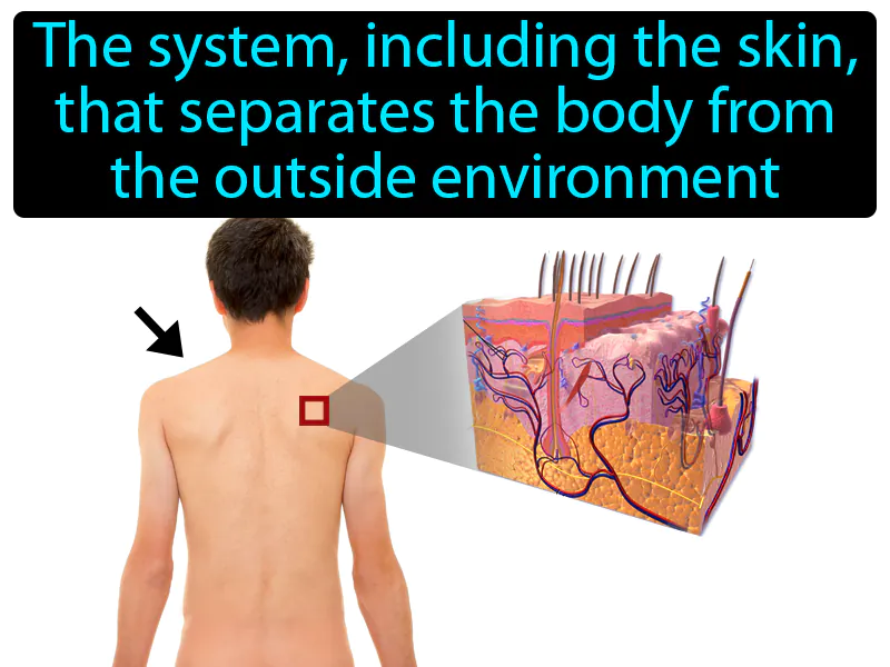 Integumentary System Definition