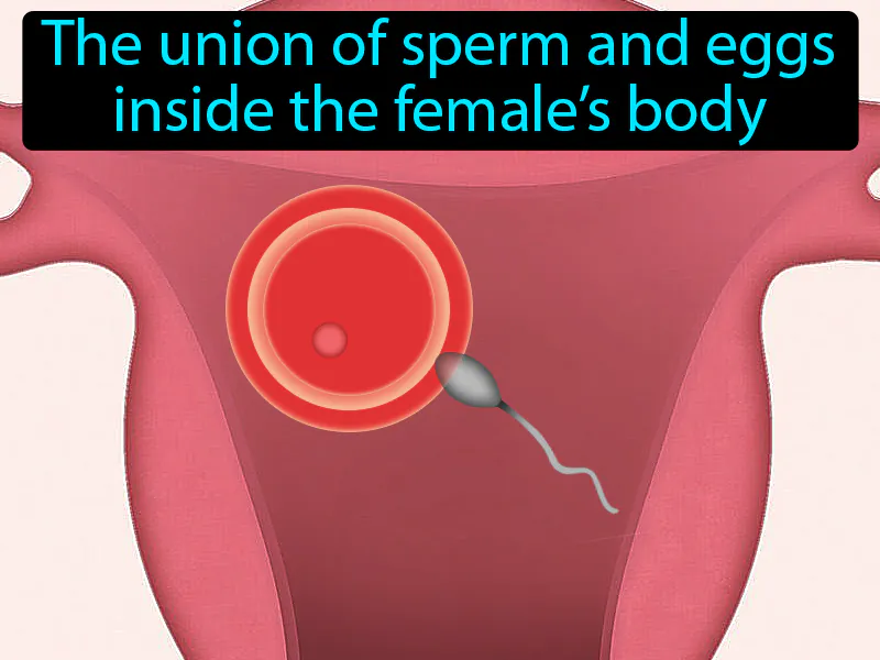 Internal Fertilization Definition