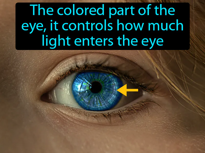 Iris Definition