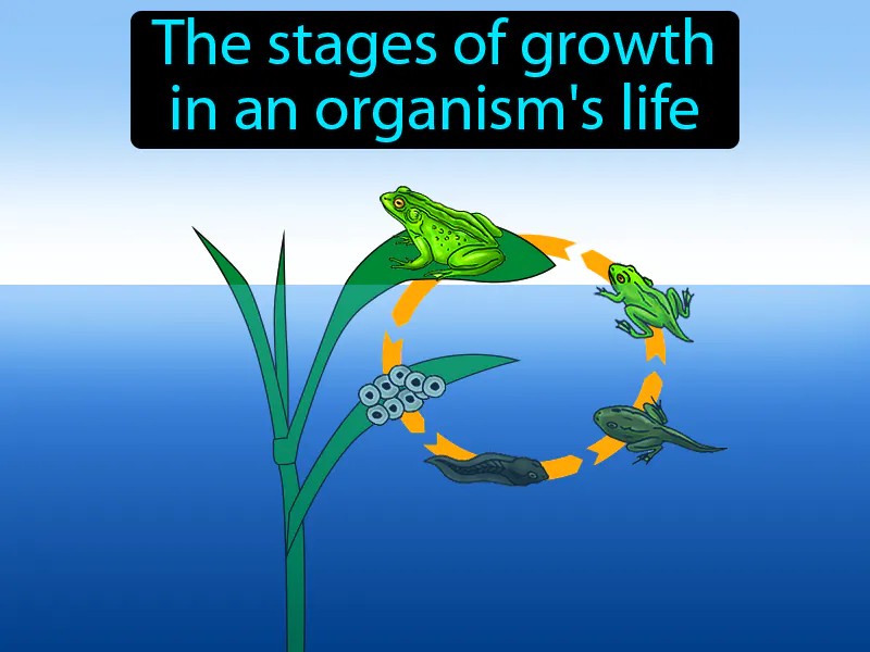 Life Cycle Definition