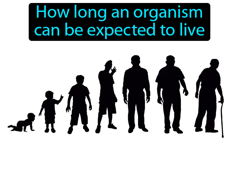 Life Span Definition