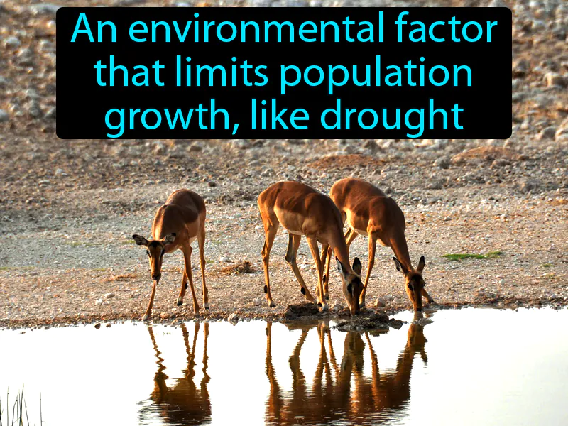 Limiting Factor Definition