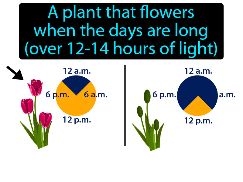 Long Day Plant Definition