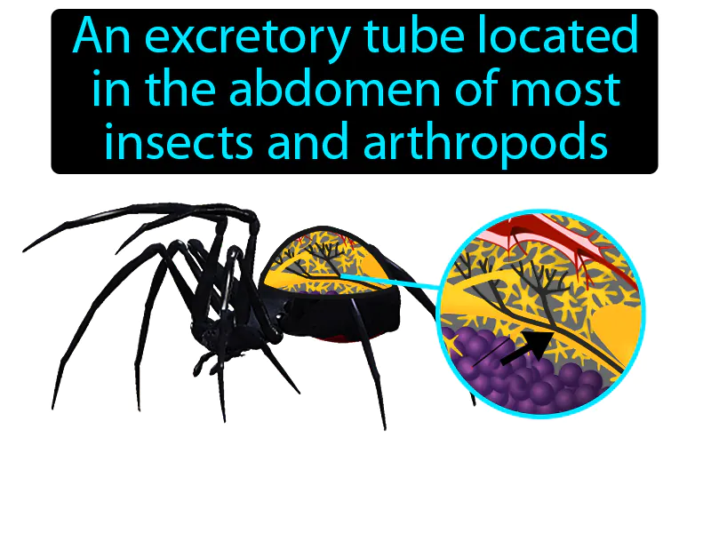 Malpighian Tubule Definition