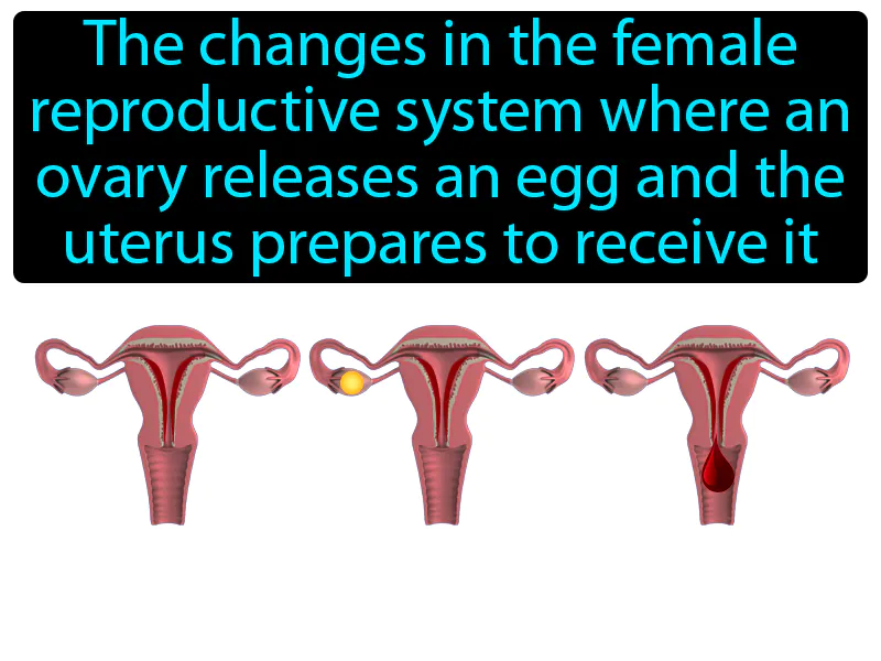 Menstrual Cycle Definition