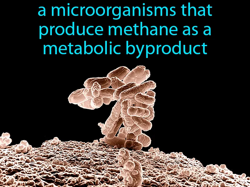 Methanogens Definition