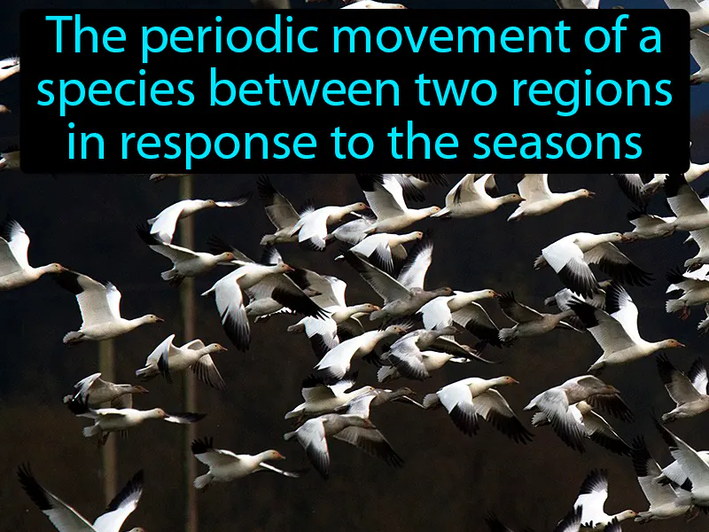 Migration Definition