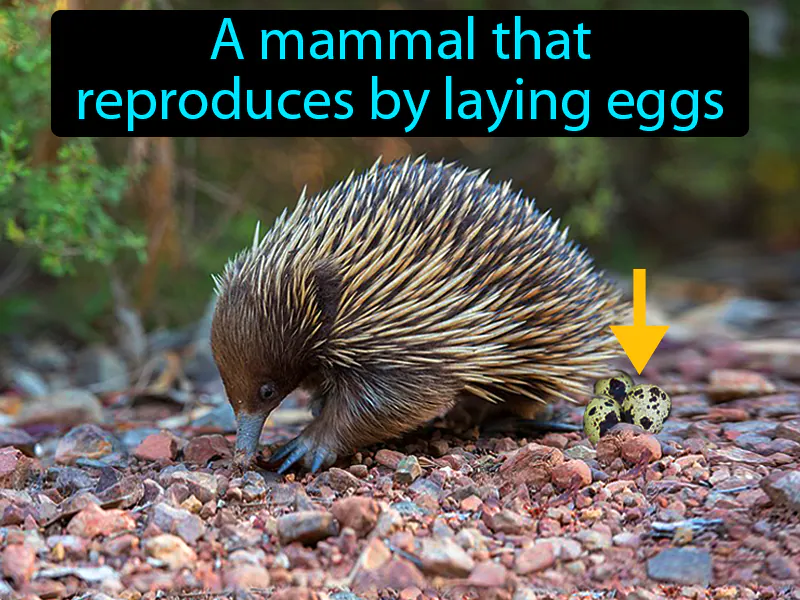 Monotreme Definition