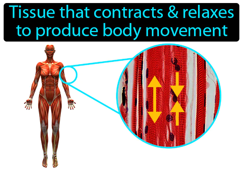 Muscle Tissue Definition