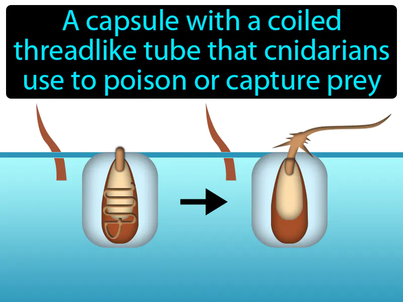 Nematocyst Definition