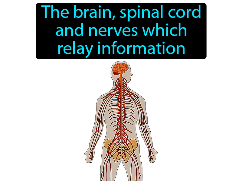 Nervous System Definition