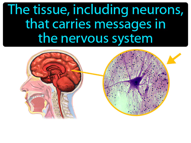 Nervous Tissue Definition