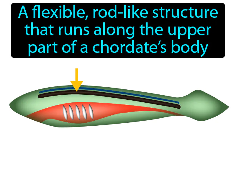 Notochord Definition