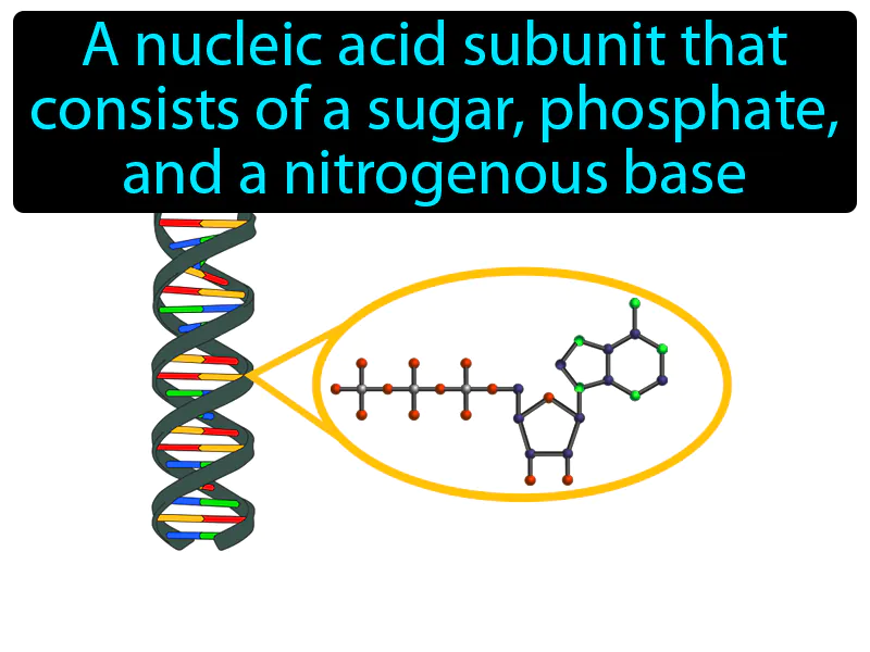 Nucleotide Definition