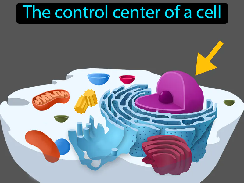 Nucleus Cell Definition