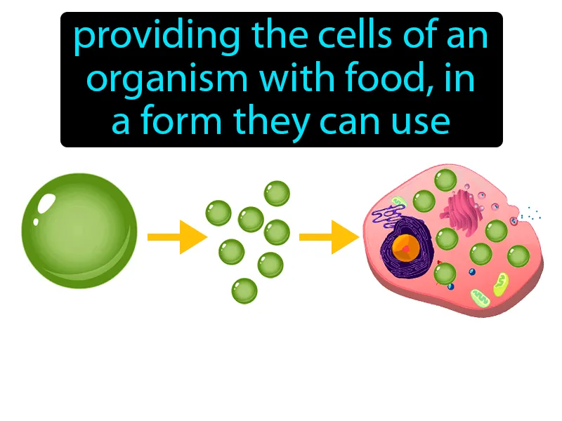 Nutrition Definition