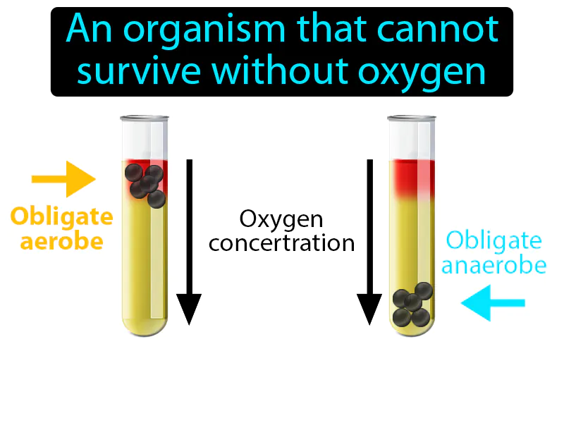 Obligate Aerobe Definition