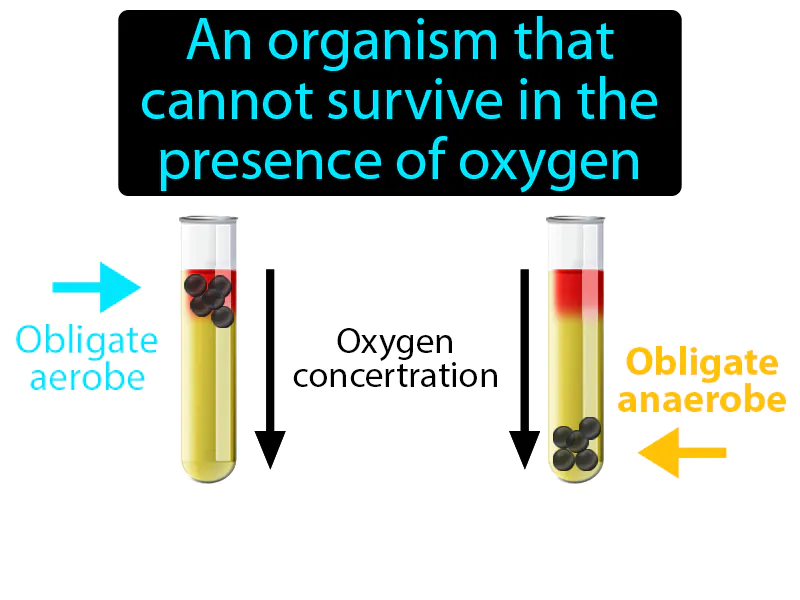 Obligate Anaerobe Definition