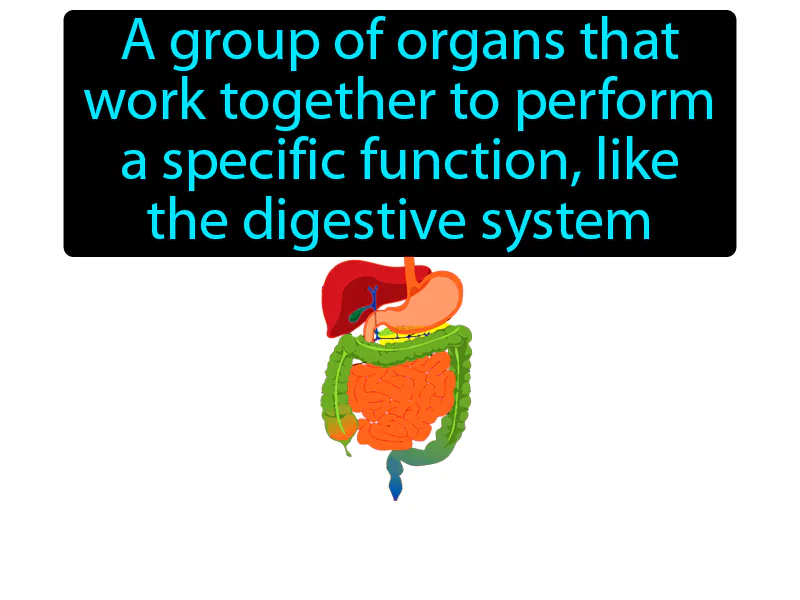 Organ System Definition