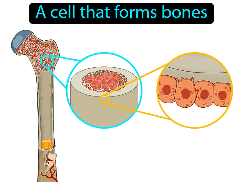 Osteoblast Definition