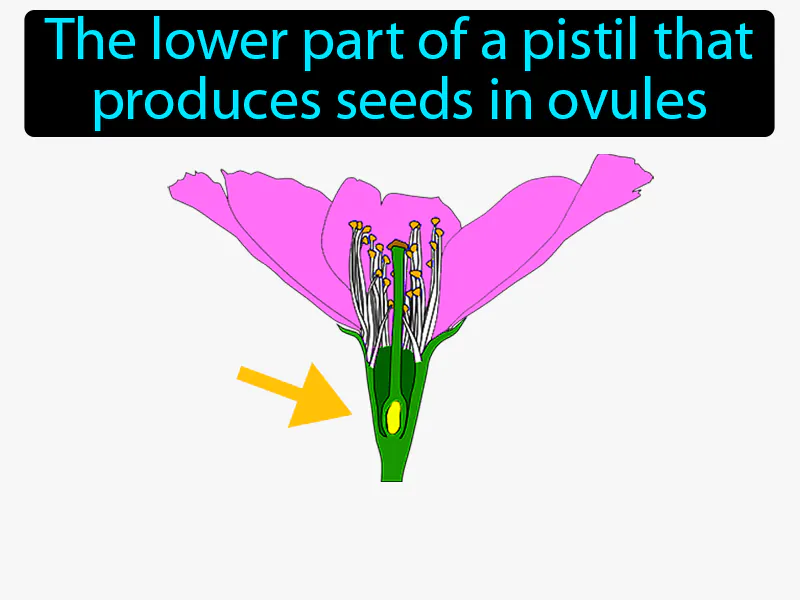 Ovary Flower Definition