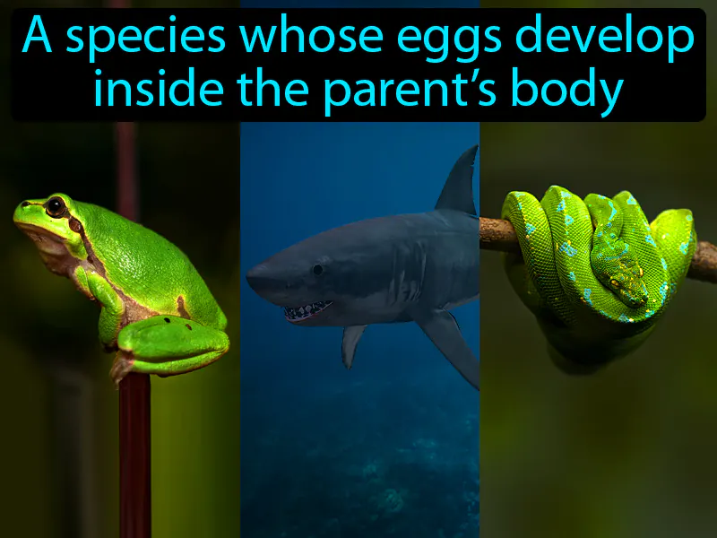 Ovoviviparous Definition