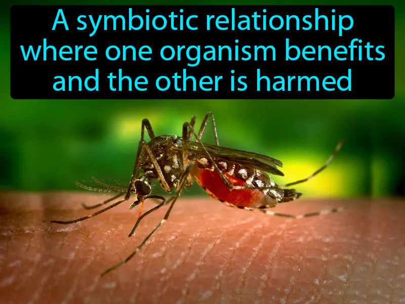 Parasitism Definition