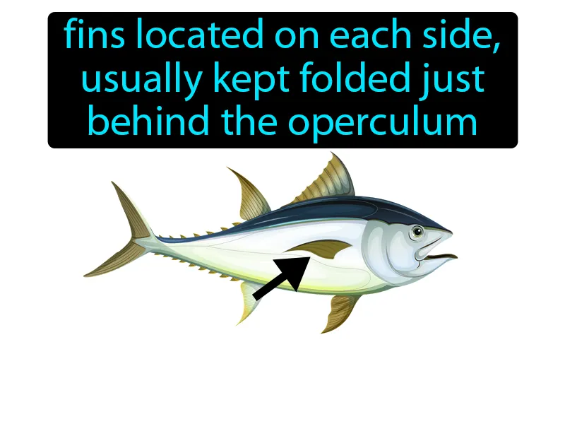 Pectoral Fin Definition