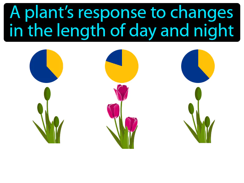 Photoperiodism Definition