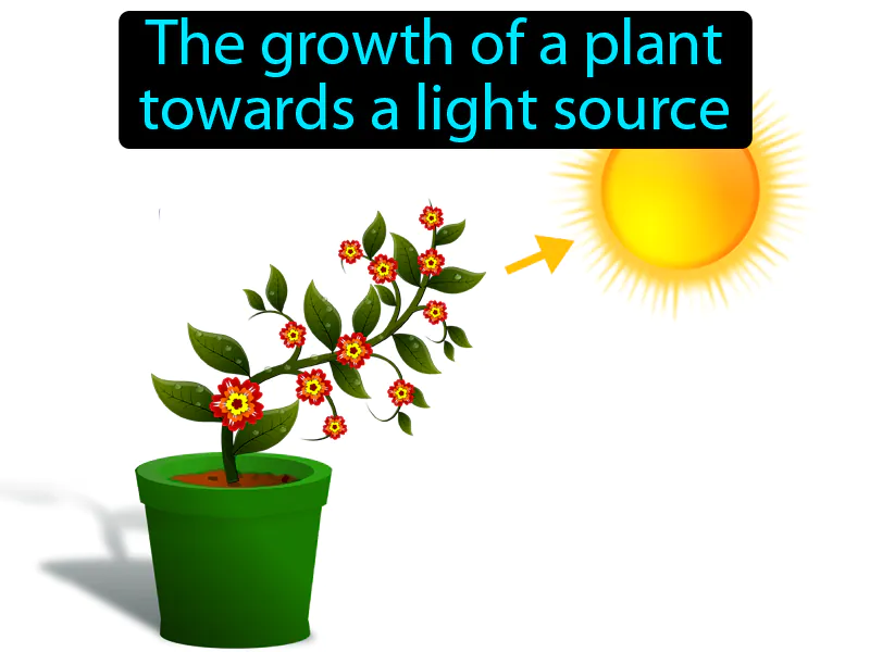Phototropism Definition Phototropism Definition