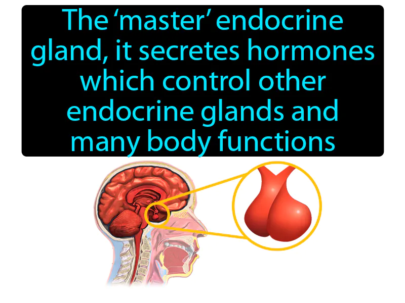 Pituitary Gland Definition