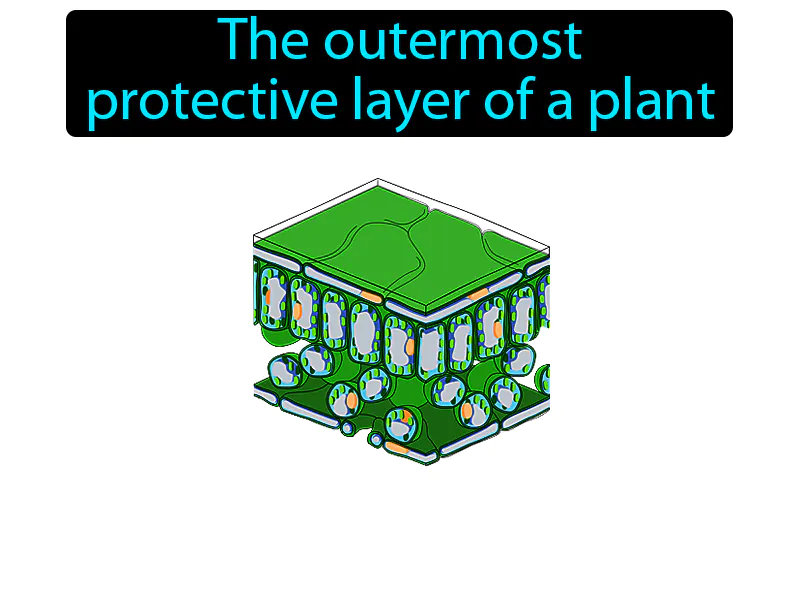 Plant Epidermis Definition