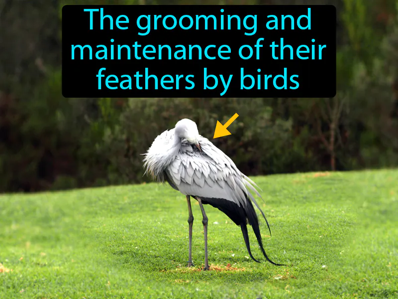 Preening Definition