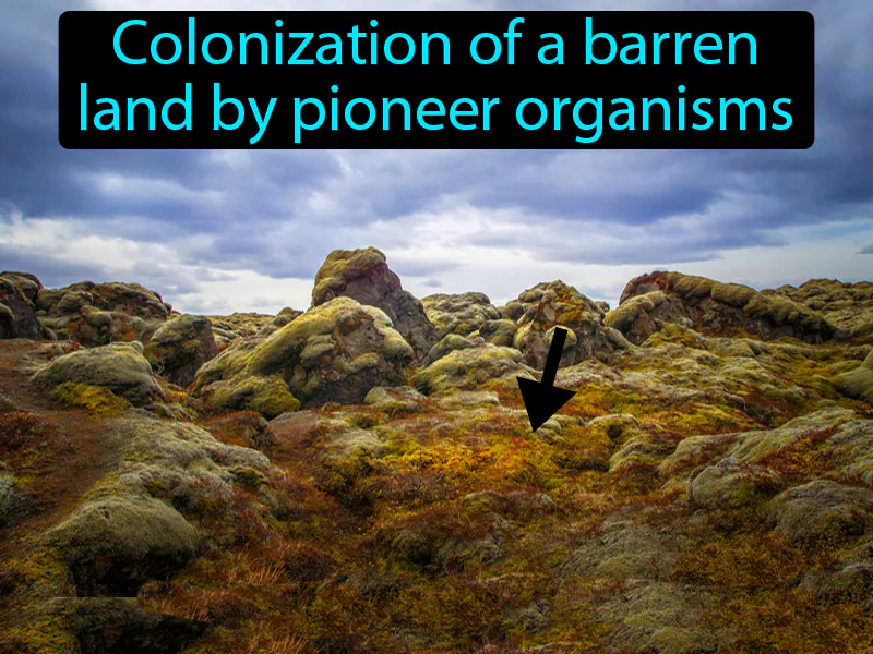 Primary Succession Definition