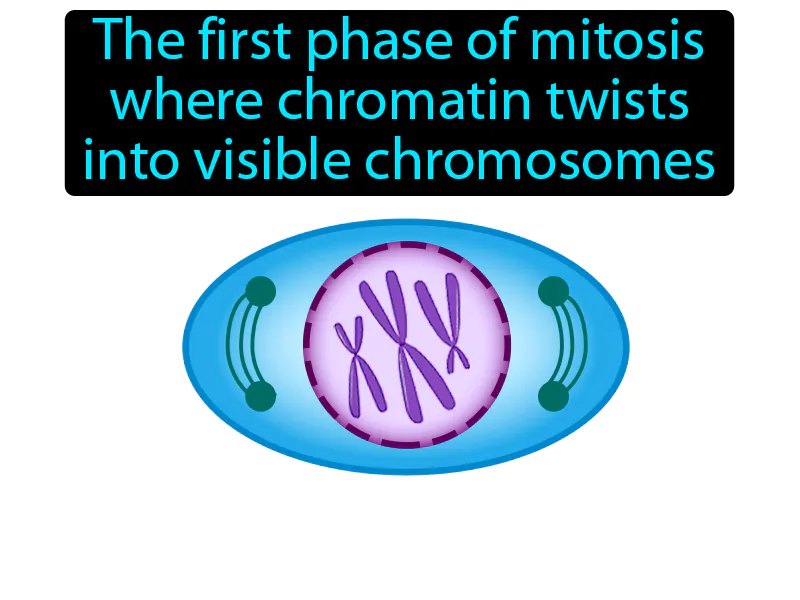 Prophase Definition